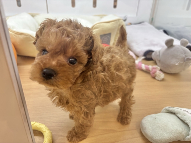 トイプードル