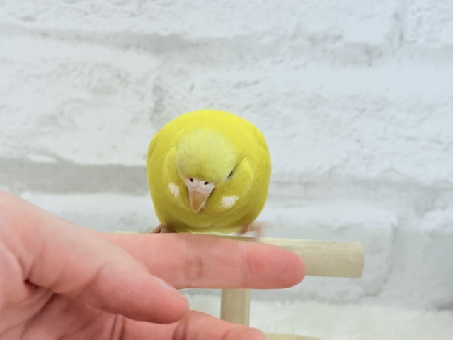 ジャンボセキセイインコ