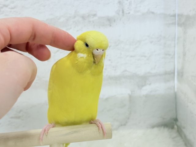 ジャンボセキセイインコ