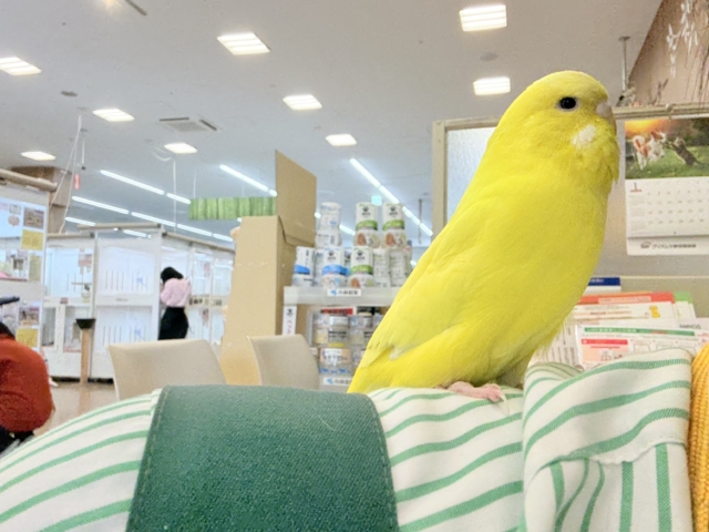 ジャンボセキセイインコ