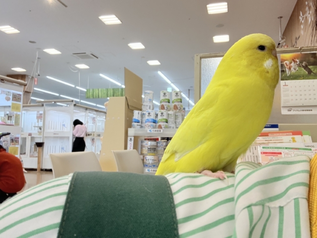 ジャンボセキセイインコ