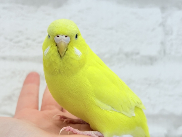 ジャンボセキセイインコ