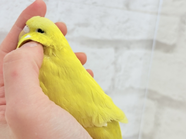 ジャンボセキセイインコ