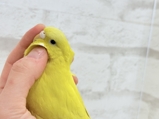 ジャンボセキセイインコ