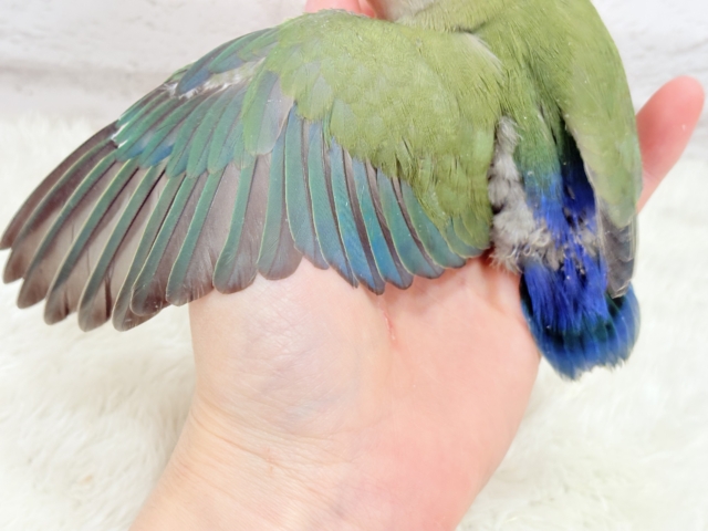 コザクラインコ（小桜インコ）