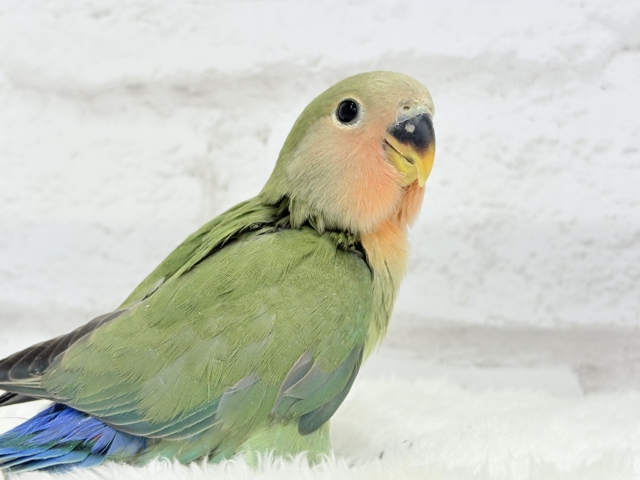 コザクラインコ（小桜インコ）