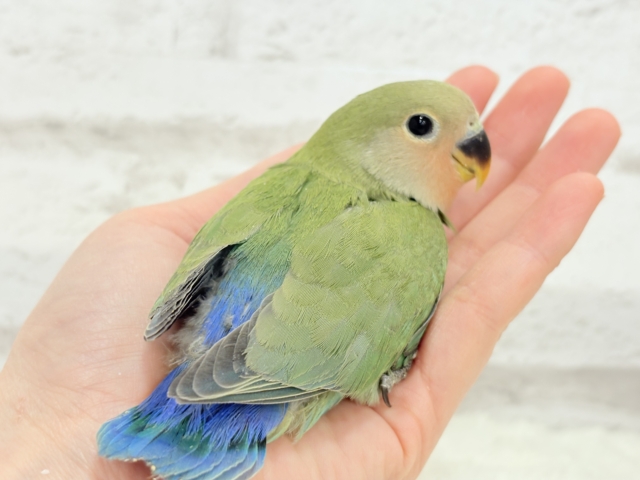 コザクラインコ（小桜インコ）