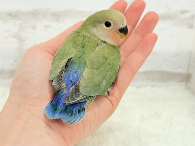 コザクラインコ（小桜インコ）