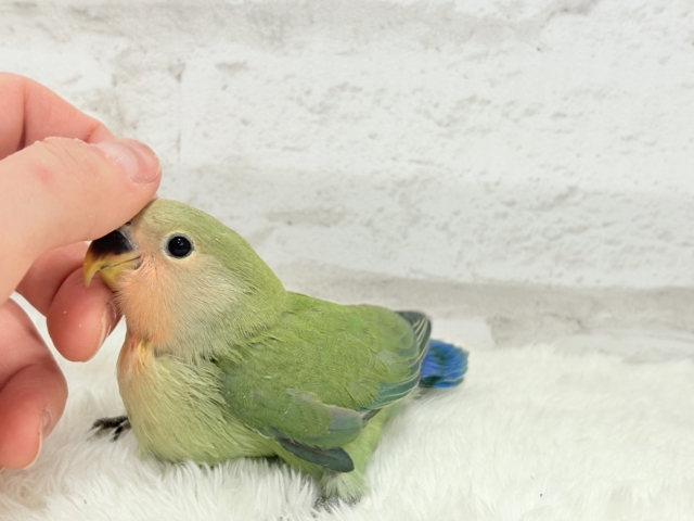 コザクラインコ（小桜インコ）