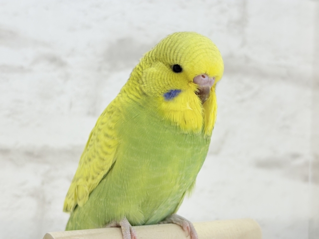 ジャンボセキセイインコ