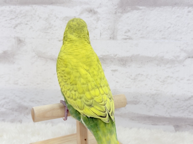 ジャンボセキセイインコ