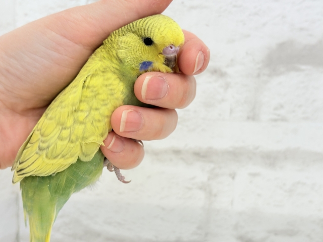 ジャンボセキセイインコ