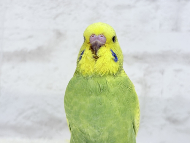 ジャンボセキセイインコ