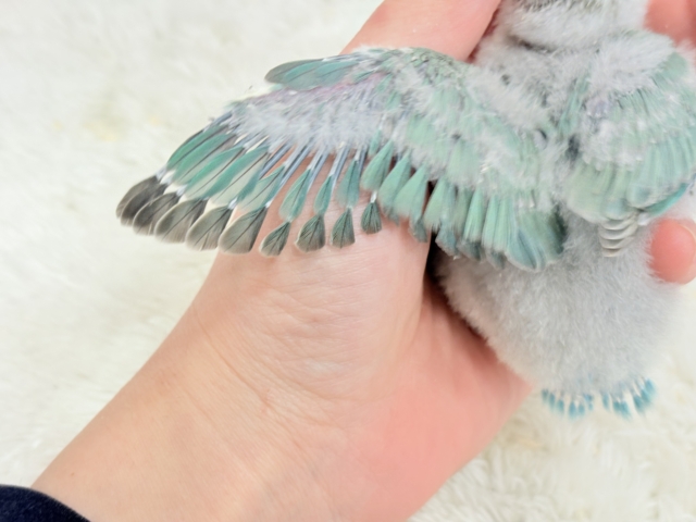 コザクラインコ（小桜インコ）