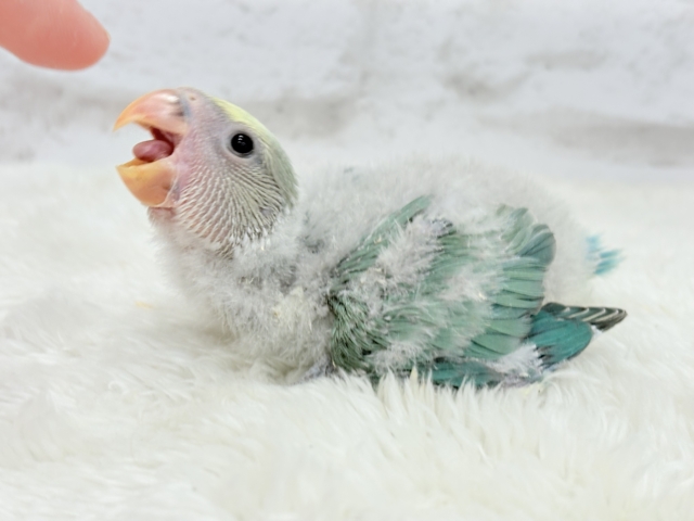 コザクラインコ（小桜インコ）