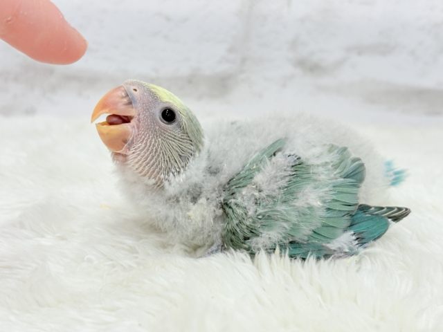 コザクラインコ（小桜インコ）