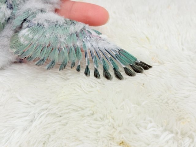 コザクラインコ（小桜インコ）