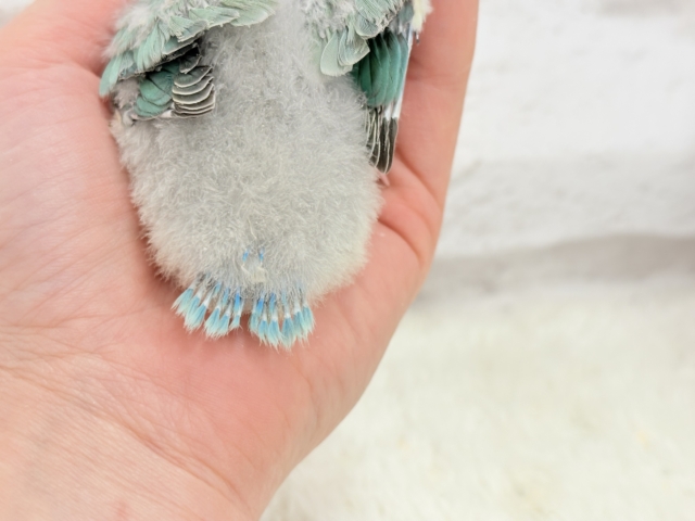 コザクラインコ（小桜インコ）