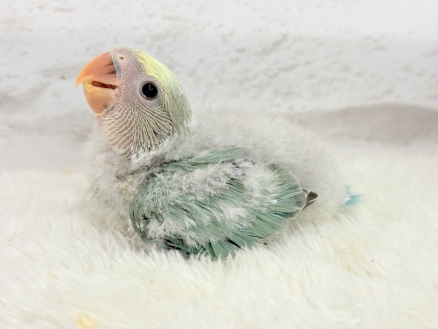 コザクラインコ（小桜インコ）