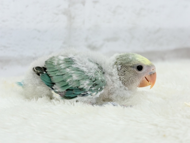 コザクラインコ（小桜インコ）