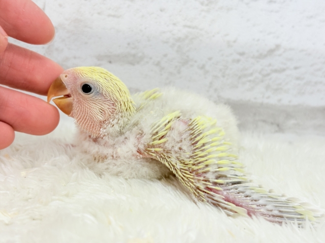 コザクラインコ（小桜インコ）