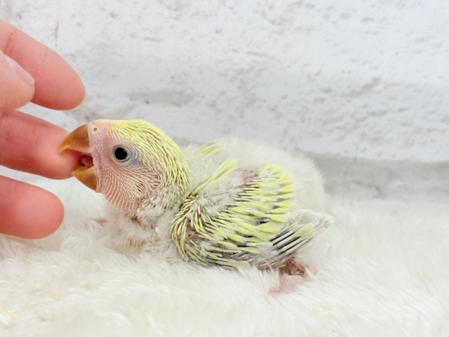 コザクラインコ（小桜インコ）