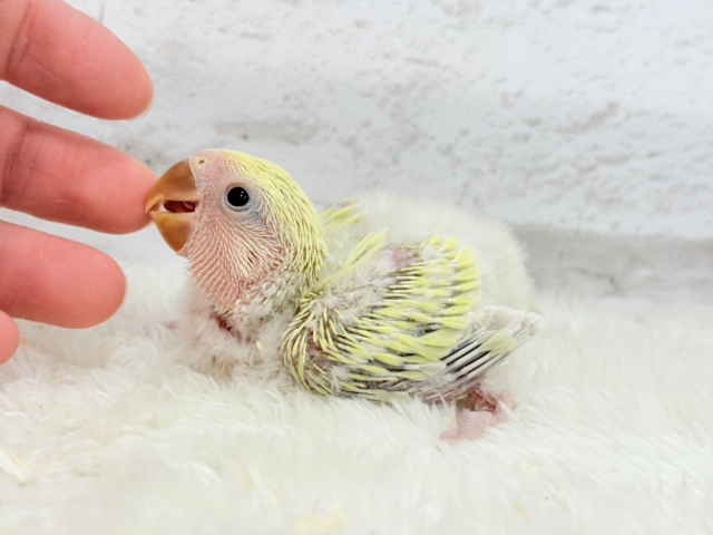 コザクラインコ（小桜インコ）