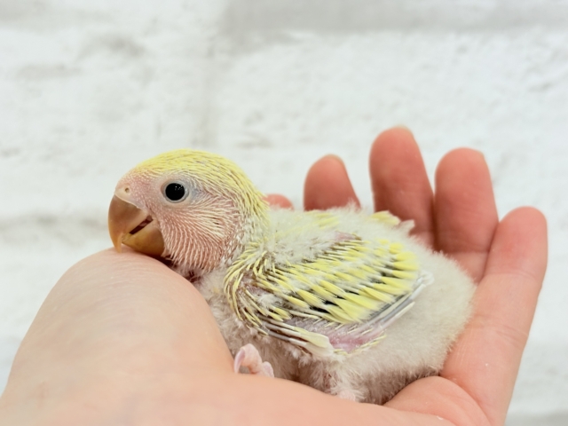 コザクラインコ（小桜インコ）