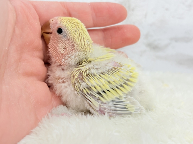 コザクラインコ（小桜インコ）