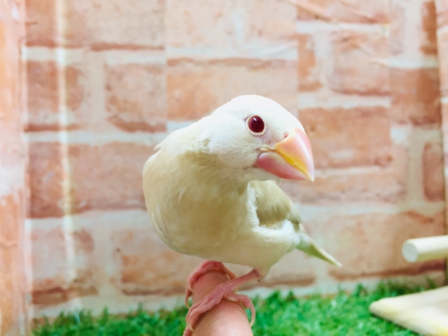 クリーム文鳥
