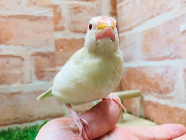 クリーム文鳥