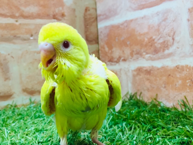 セキセイインコ