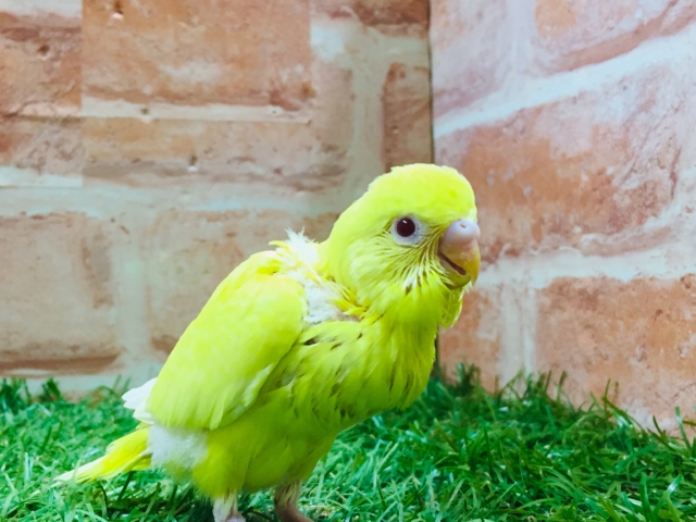 セキセイインコ