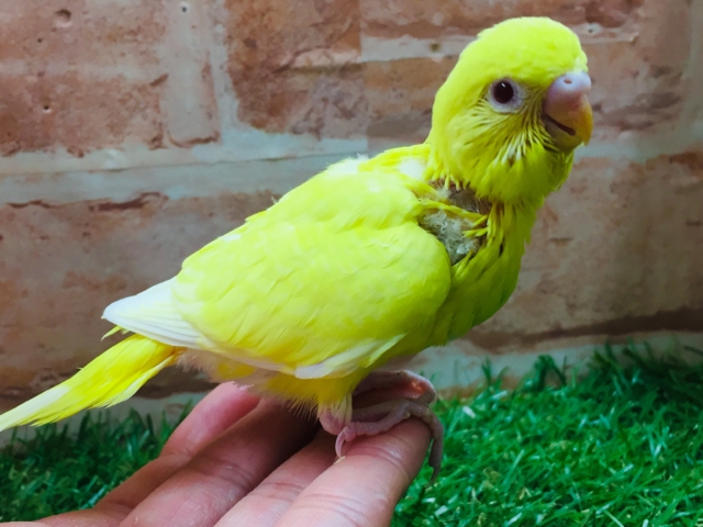 セキセイインコ