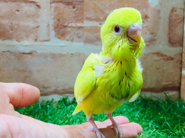 セキセイインコ