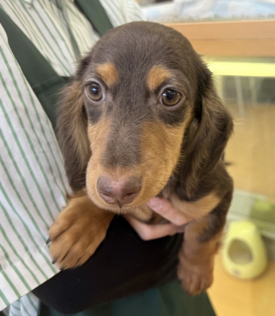 カニンヘンダックス