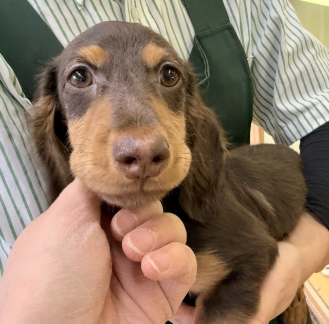 カニンヘンダックス