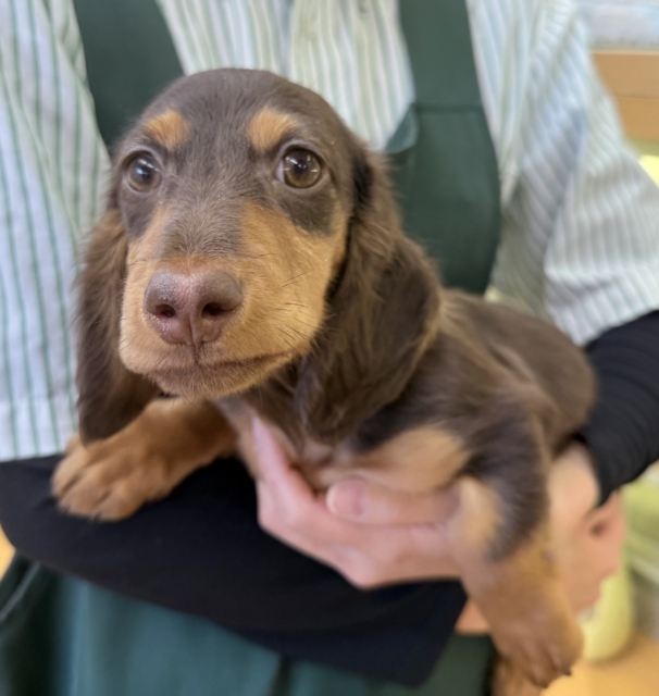 カニンヘンダックス