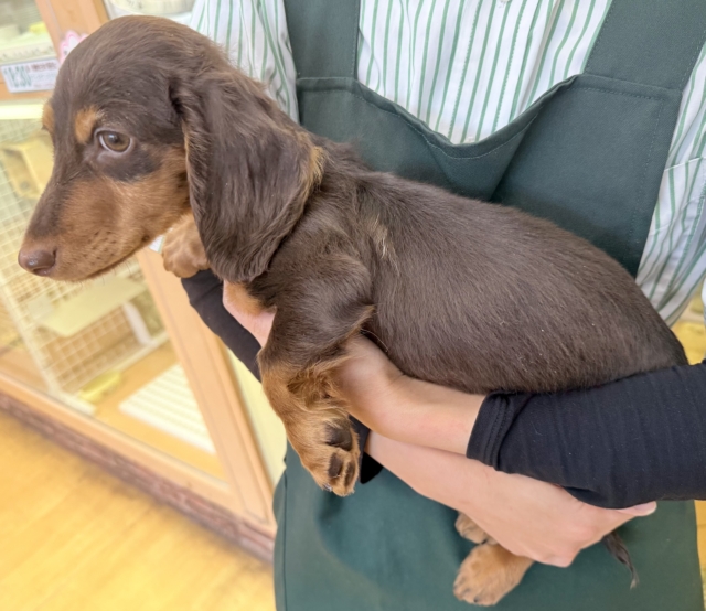 カニンヘンダックス