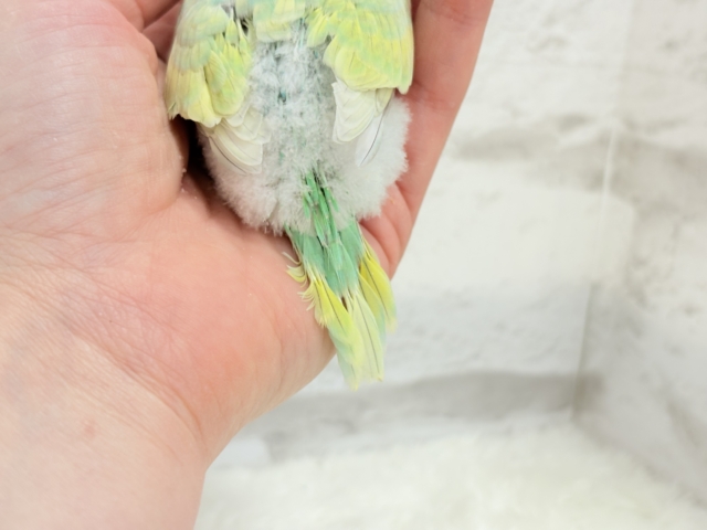 セキセイインコ