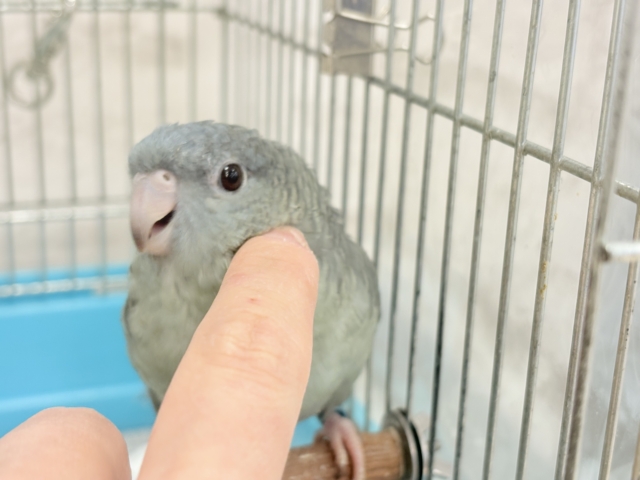 サザナミインコ