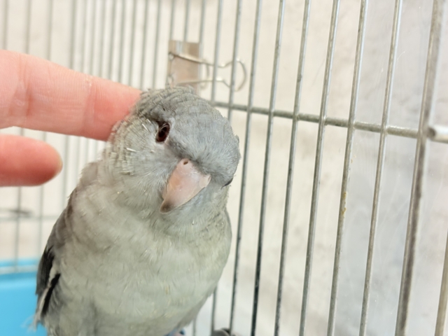 サザナミインコ