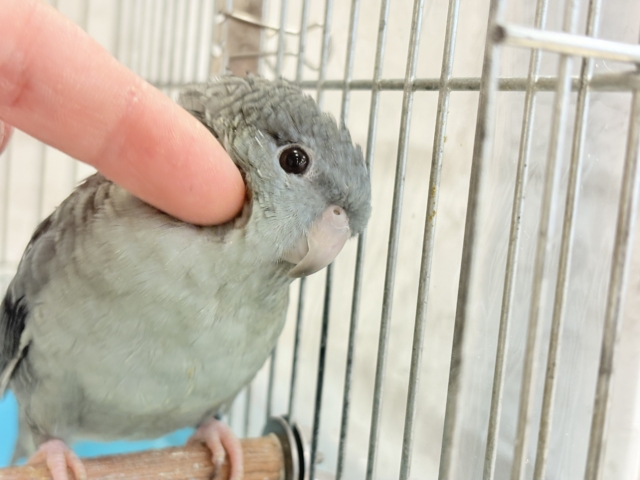 サザナミインコ