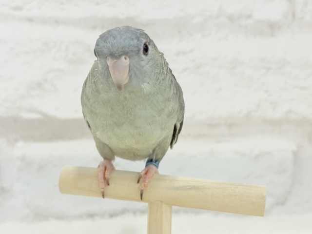 サザナミインコ