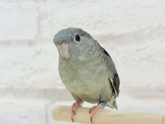 サザナミインコ