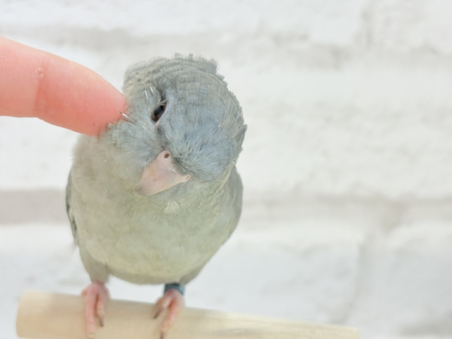 サザナミインコ