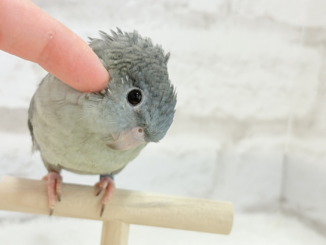 サザナミインコ