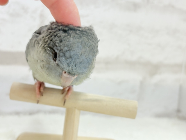 サザナミインコ