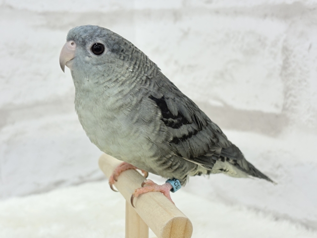 サザナミインコ