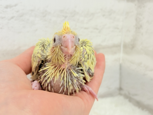 オカメインコ